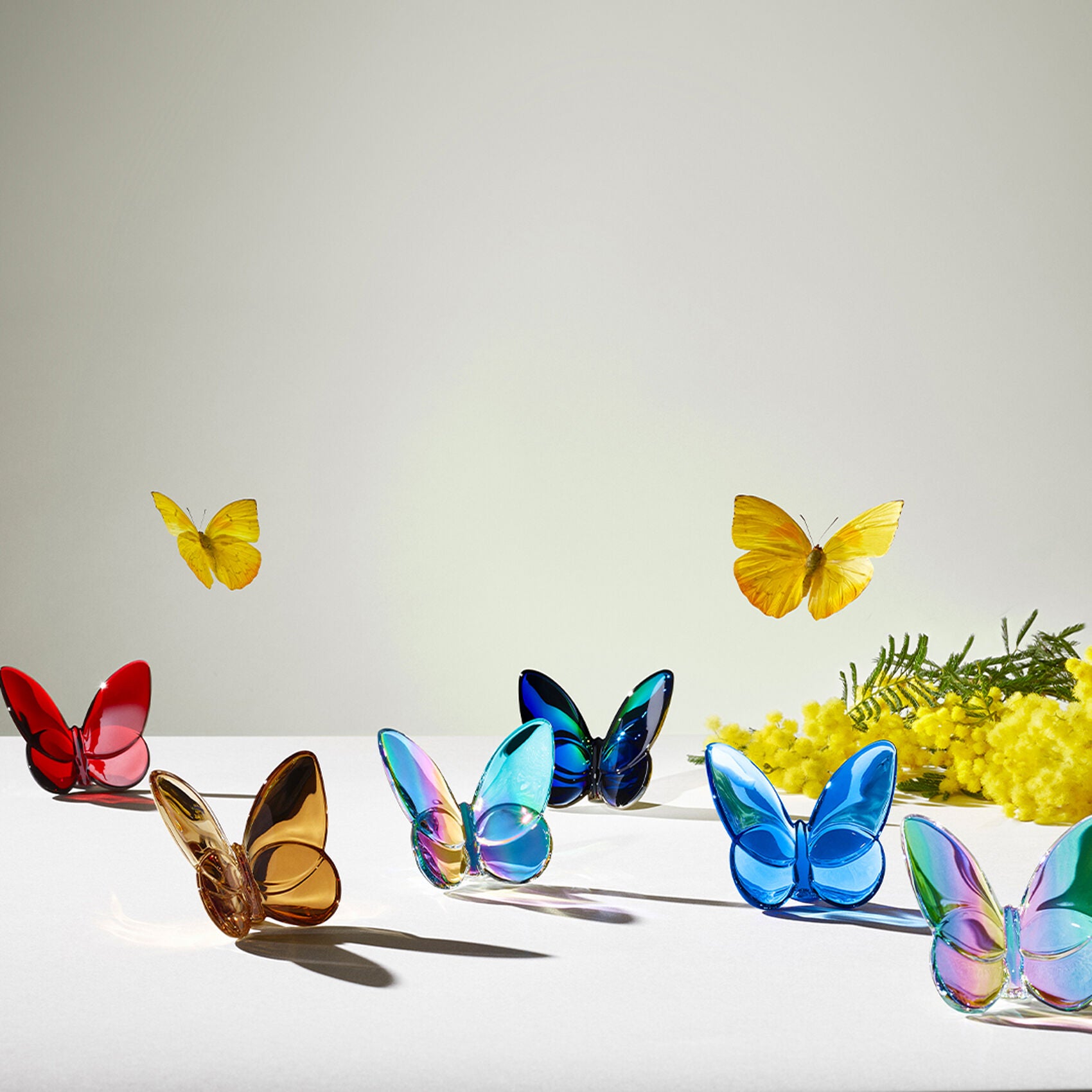 Papillon Lucky Butterfly Blue