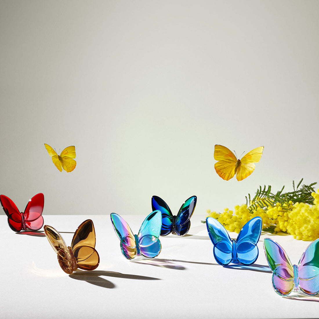 Papillon Lucky Butterfly Blue
